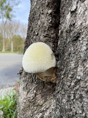 Volvariella bombycina
