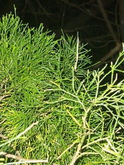 Archimantis latistyla