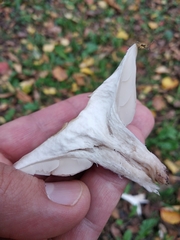 Lepista personata