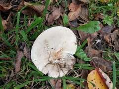 Lepista personata