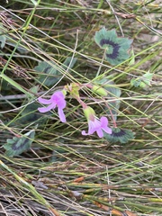 Pelargonium tabulare