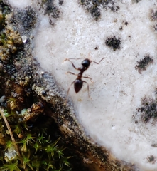 Nylanderia jaegerskioeldi