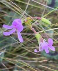 Pelargonium tabulare