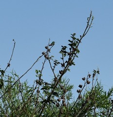 Chlorostilbon lucidus