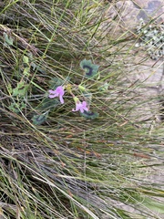 Pelargonium tabulare