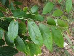 Glochidion lanceolatum