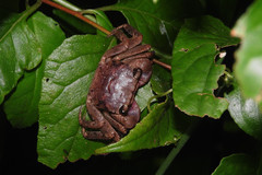 Orisarma patshuni