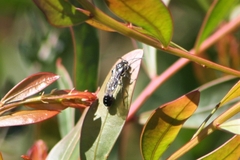 Thynnoidea