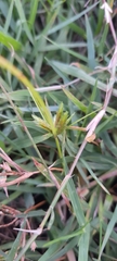 Cyperus iria