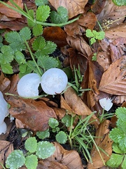Hygrophorus eburneus