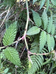 Rubus croceacanthus