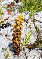 Disa pygmaea