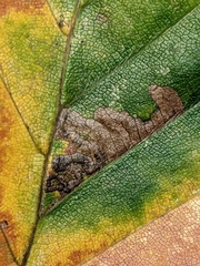 Stigmella tityrella