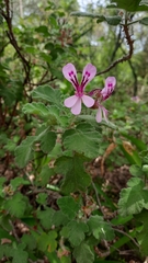 Pelargonium panduriforme