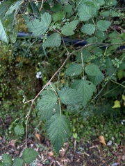 Rubus mesogaeus