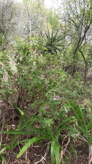 Pelargonium panduriforme