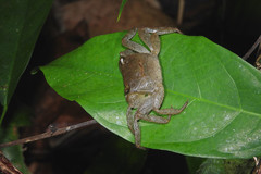 Orisarma patshuni