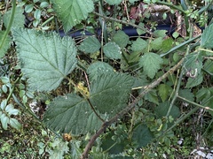 Rubus mesogaeus