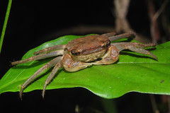 Orisarma patshuni