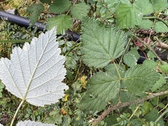 Rubus mesogaeus