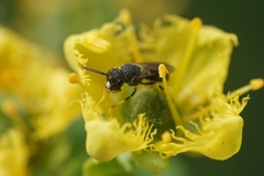 Hylaeus punctatus