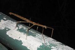 Phraortes stomphax