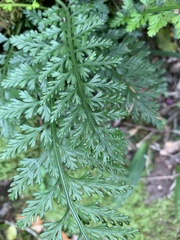 Asplenium rutifolium