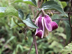 Clematis lasiandra