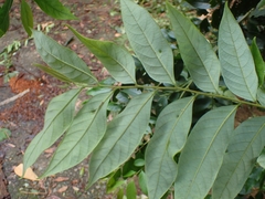Glochidion lanceolatum