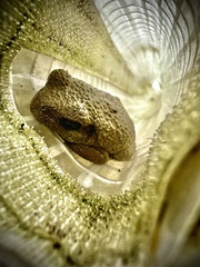 Hyla chrysoscelis