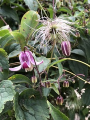 Clematis lasiandra
