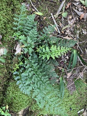Asplenium rutifolium