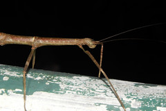 Phraortes stomphax