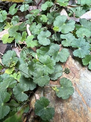 Hydrocotyle setulosa