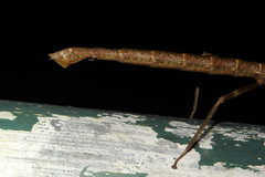 Phraortes stomphax