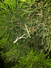 Archimantis latistyla