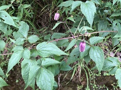 Clematis lasiandra