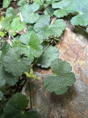 Hydrocotyle setulosa