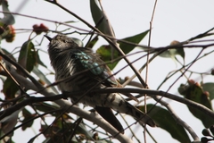 Chrysococcyx lucidus