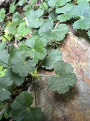 Hydrocotyle setulosa