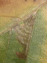 Stigmella tityrella
