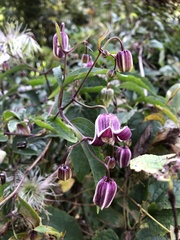 Clematis lasiandra