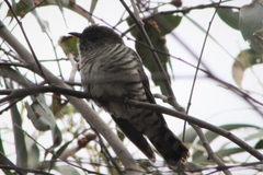 Chrysococcyx lucidus