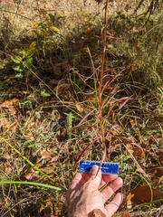 Liatris novae-angliae