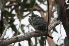 Chrysococcyx lucidus