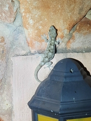 Homopholis walbergii