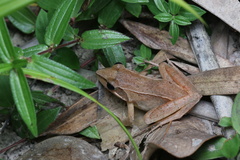 Rana longicrus