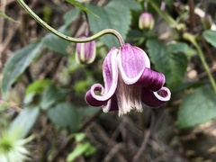Clematis lasiandra