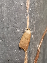 Oecophorinae