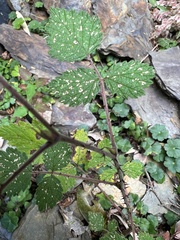 Rubus parvifolius